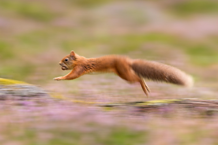 Red Squirrel (Sciurus vulgaris) adult in summer coat running across fallen log
